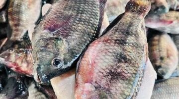 البلطي بـ 50 جنيها أسعار الأسماك في أسواق كفر الشيخ