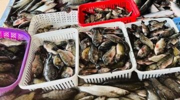 البلطي بـ 65 جنيهًا قائمة أسعار الأسماك في كفر الشيخ