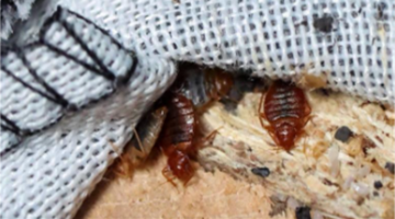 بأوراق اللافندر طريقة سحرية للتخلص من بق الفراش في منزلك