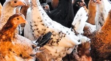 تحديث بورصة الدواجن سعر كيلو الفراخ البيضاء في أسواق القليوبية