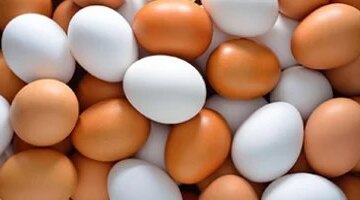 تحديثات الأسعار بالقليوبية تباين جديد في سعر كرتونة البيض داخل