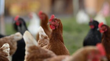 تحديثات الأسعار قائمة أسعار الدواجن والبيض في الأسواق خلال تعاملات