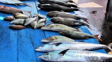 تحديثات الأسعار قائمة أسعار السمك والمأكولات البحرية في الأسواق المصرية