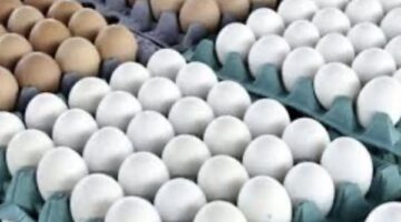 تحديثات الأسواق سعر كرتونة البيض الأبيض والأحمر للمستهلك اليوم الخميس