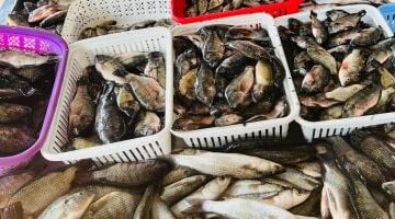 تحديثات الأسواق سعر كيلو سمك البلطي في القليوبية خلال تعاملات