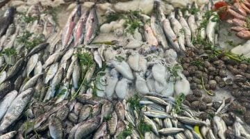 تحديثات الأسواق قائمة أسعار الأسماك في كفر الشيخ خلال تعاملات