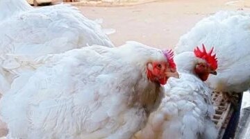 تحديثات بورصة الدواجن أسعار الفراخ البيضاء اليوم السبت بمزارع القليوبية