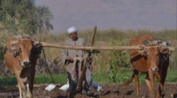 تراث الصعيد الأصيل حكاية المحراث البلدي وسر صموده في مزارع