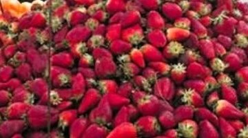 تراجع أسعار الفراولة قائمة أسعار الفاكهة في أسواق القليوبية ليوم