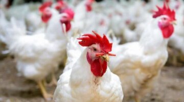 تراجع ملحوظ أسعار الدواجن والبيض تسجل مستويات جديدة بجميع الأسواق