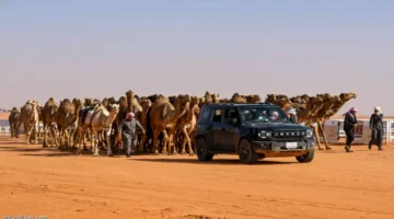 صفقات مليونية كبرى إبل الشعل تحطم الأرقام القياسية بمهرجان الملك.webp