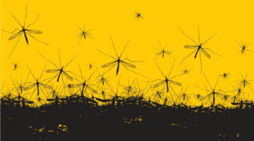 ملايين الحشرات في الجو لماذا تطلق الدول مزارع الناموس لمكافحة