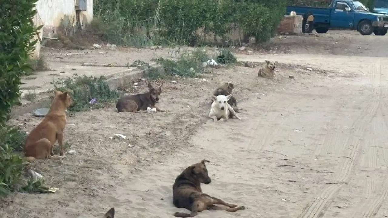 تحرك وزاري عاجل.. خطة الدولة النهائية تنهي أزمة الكلاب الضالة في المحافظات