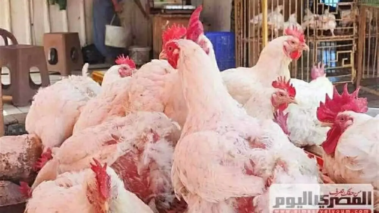 بورصة الدواجن بالشرقية.. تحركات مفاجئة في أسعار البيض تصدم ربات البيوت بمستهل الأسبوع