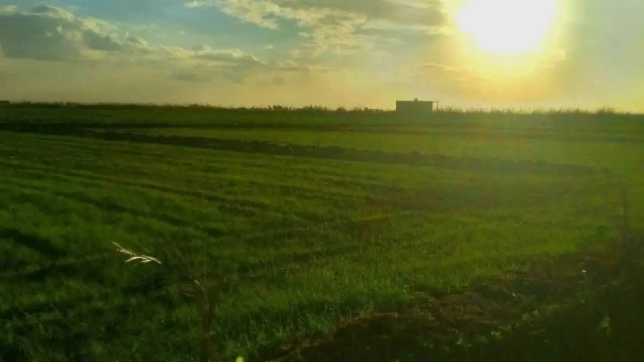 محاصيل المزارعين في خطر.. تقلبات طقس 2026 تفرض إجراءات وقائية لإنقاذ الموسم من الضياع