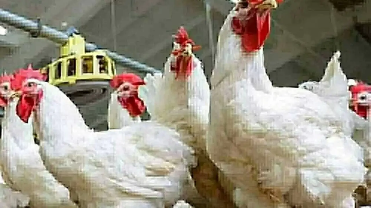 انخفاض مفاجئ.. سعر كيلو الدواجن في بورصة اليوم يصدم المربين ويحسم قرارات المستهلكين