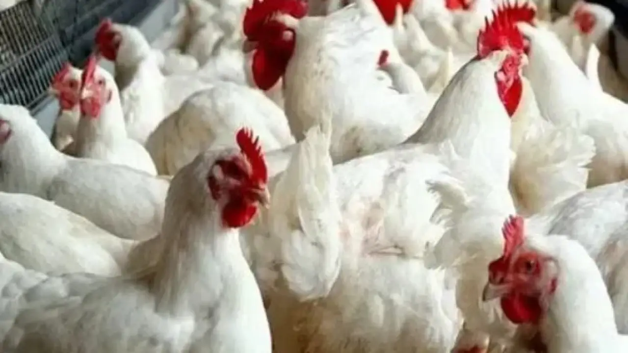 زلزال أسعار الدواجن.. تحرك مفاجئ في الأسواق يربك حسابات الأسر قبل رمضان