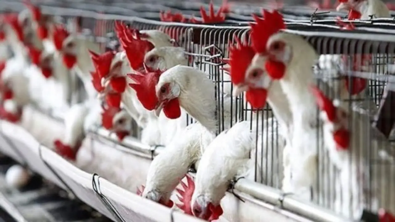 سوق الدواجن يشتعل.. أسعار البانيه تسجل رقماً غير متوقع يصدم ملايين المستهلكين اليوم