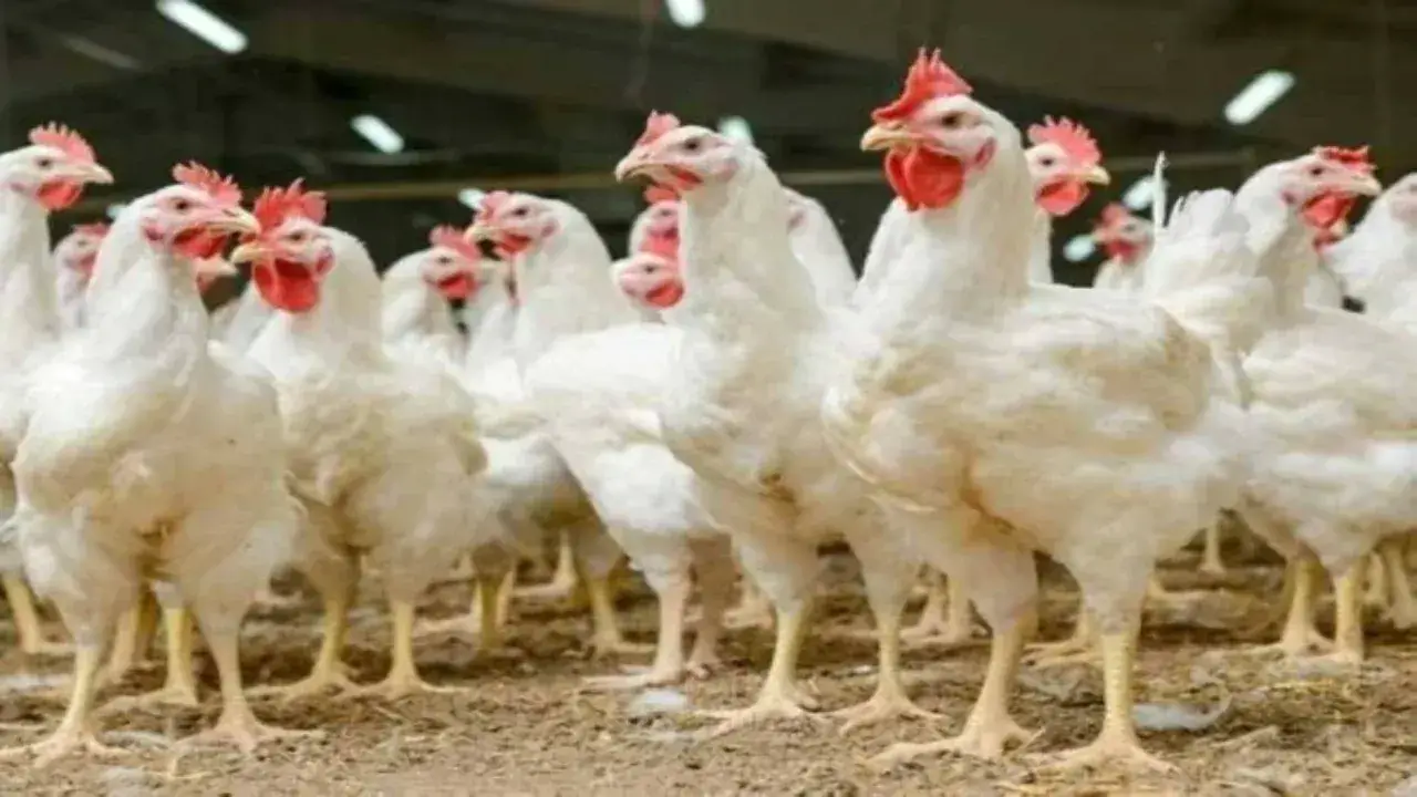 صدمة للمستهلكين.. تحرك مفاجئ في أسعار الدواجن والبيض يربك حسابات الأسر المصرية