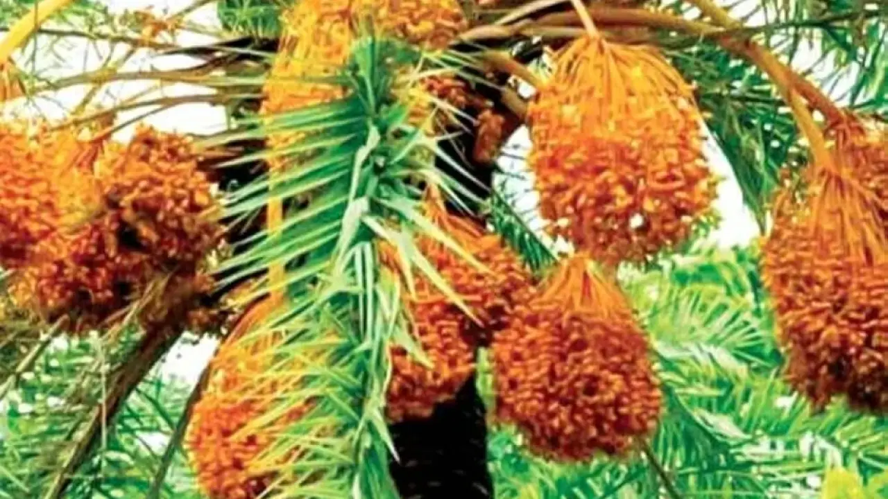 تمور سيوة ومطروح.. تحرك مفاجئ في الأسعار يصدم كبار التجار والمشترين مع بداية 2026