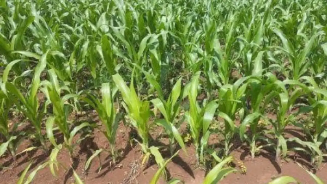 طفرة زيمبابوي.. عضو بريكس الجديد يصدم العالم بمحاصيل الذرة في موسم 2026
