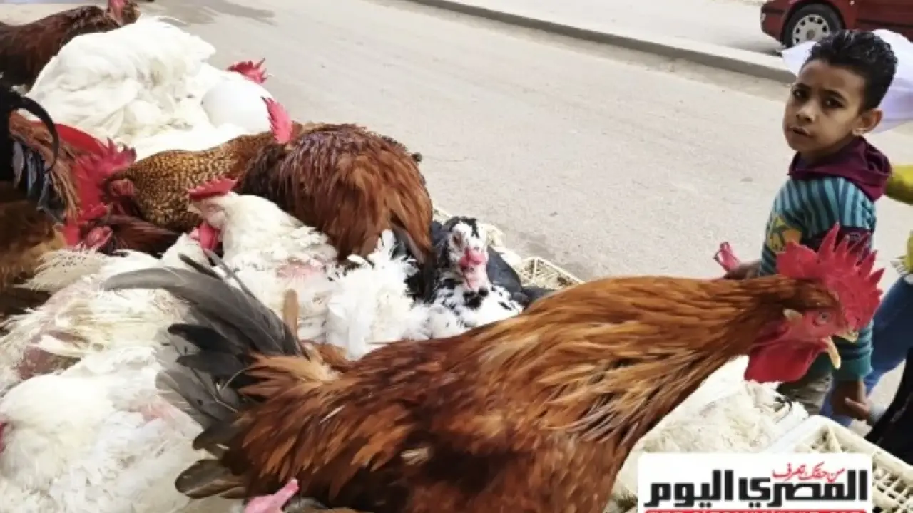 أسواق مطروح تترقب.. تقلبات مفاجئة في أسعار الدواجن والبيض مع بداية 2026