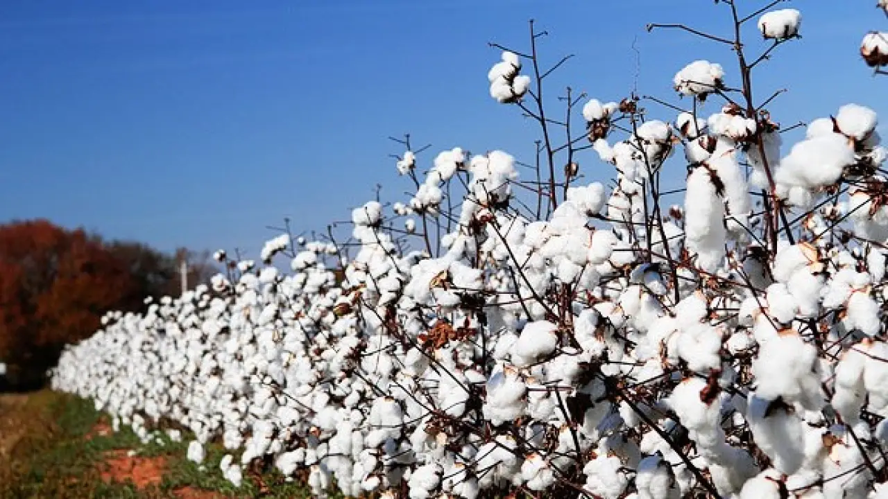 الذهب الأبيض.. خطة متابعة محصول القطن تقفز بمعدلات الإنتاج وتصدم المزارعين بمكاسب غير مسبوقة