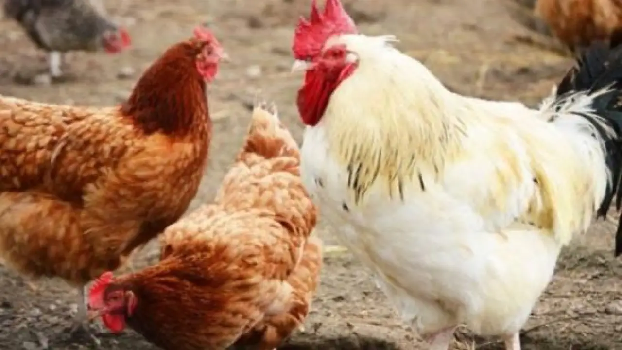 انهيار مفاجئ.. سعر الكيلو يصدم المربين في الأسواق بعد تحركات الساعات الأخيرة