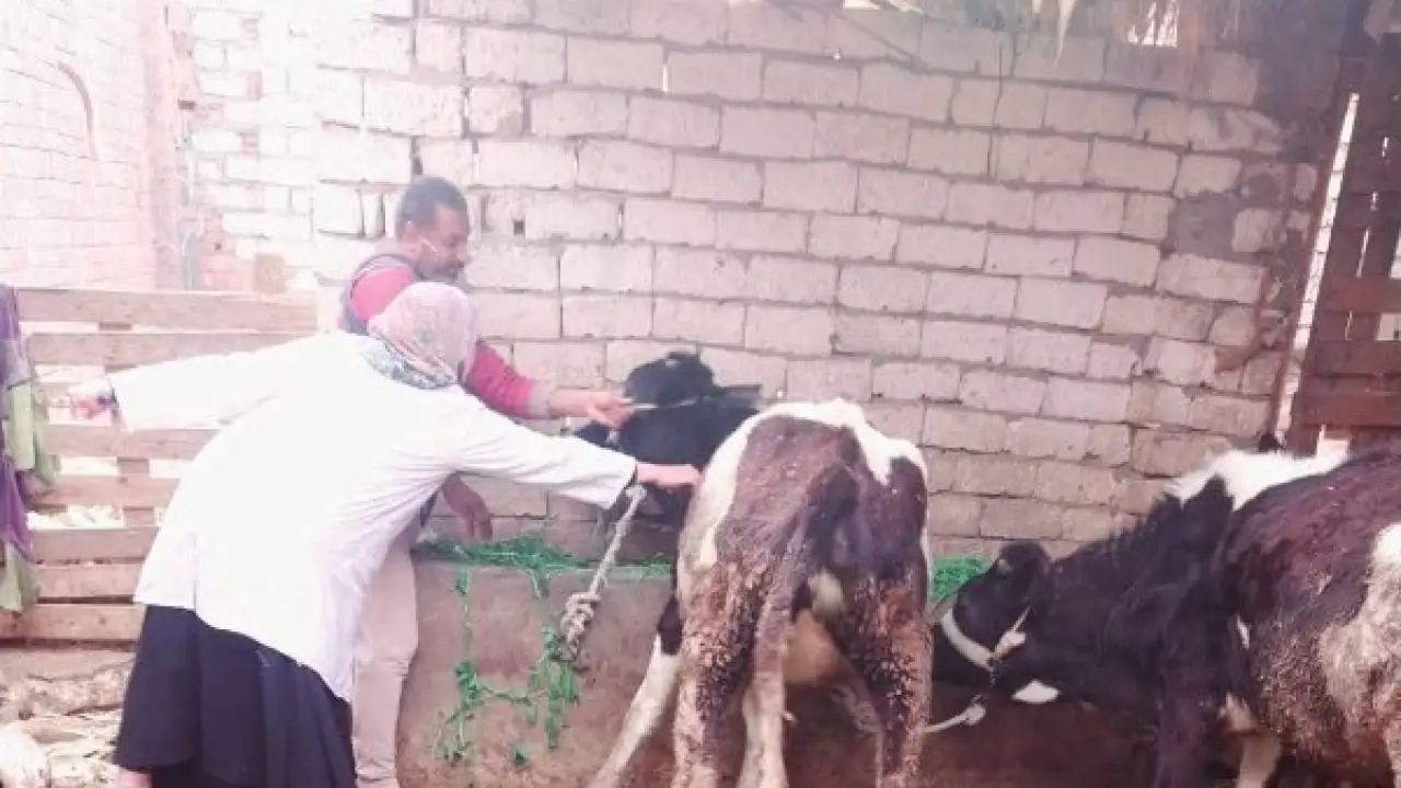 تحصين 500 ألف رأس ماشية.. تحرك حكومي واسع يحسم مصير الثروة الحيوانية بمصر