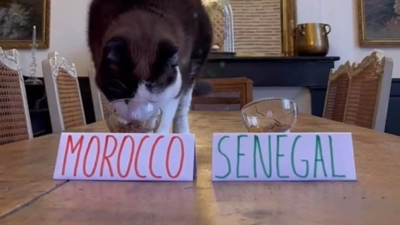 توقعات أسود الأطلس.. القط نيمبوس يصدم السنغال ويحدد بطل كأس أمم إفريقيا 2026