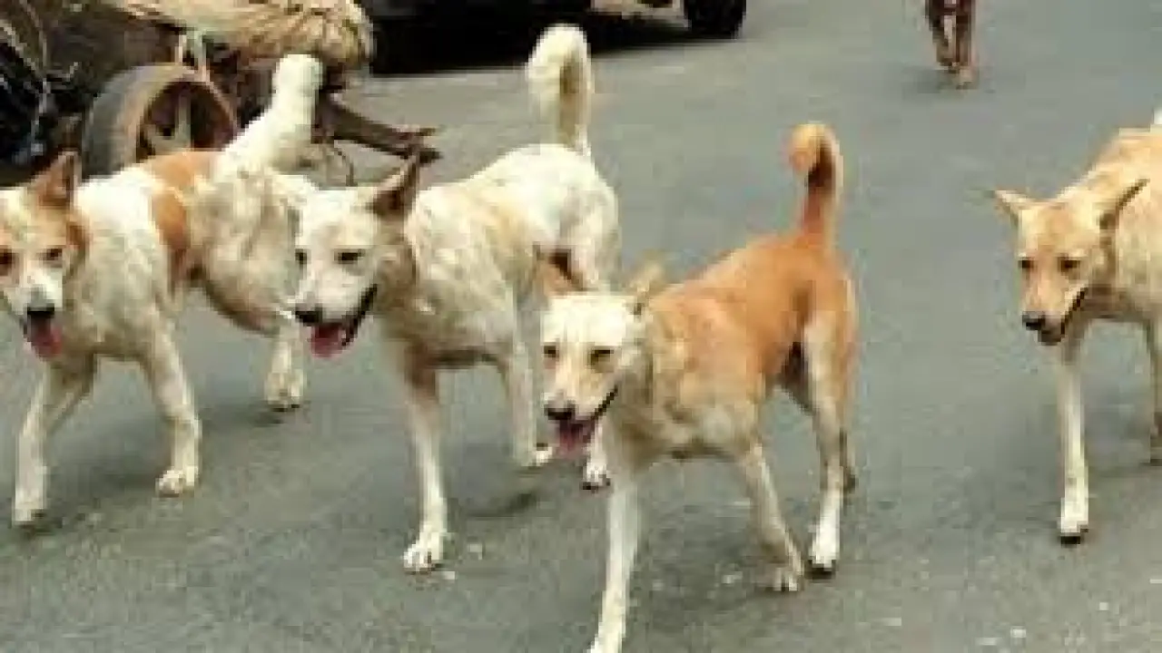 سجن وغرامات باهظة.. ضوابط جديدة تنهي فوضى اقتناء الحيوانات المفترسة في المنازل