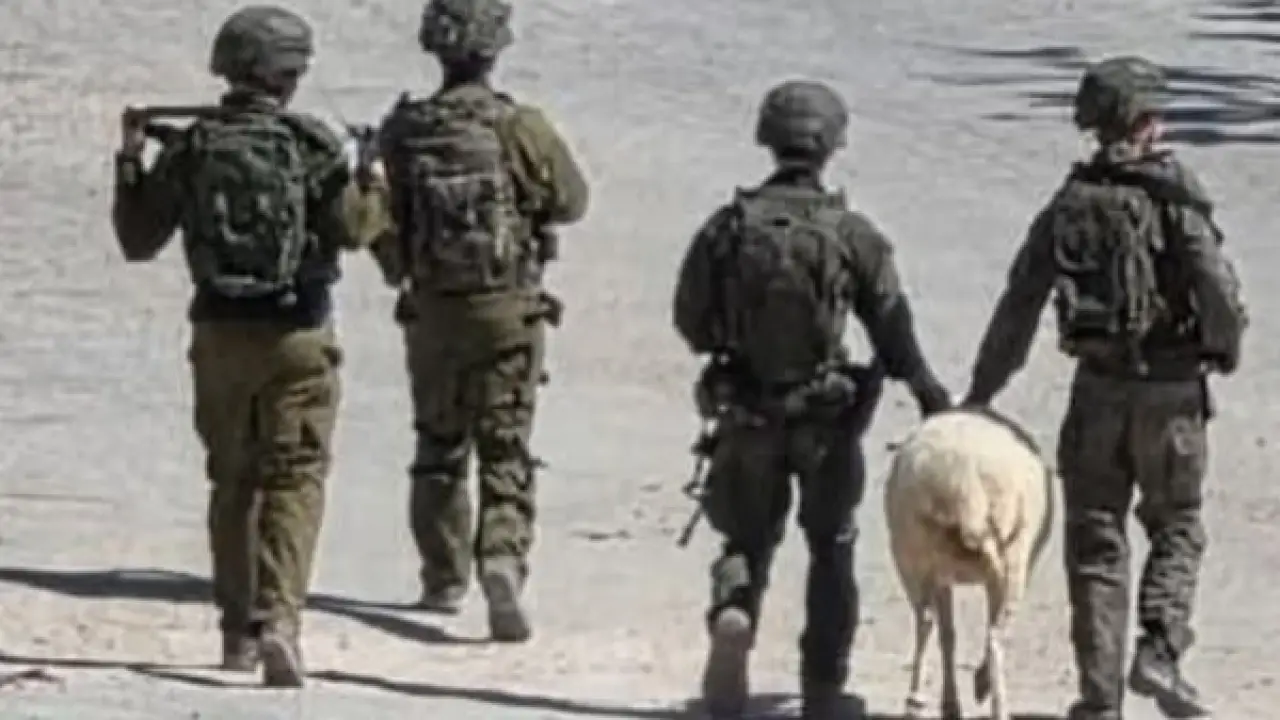 نهب منظم.. جيش الاحتلال يستولي على ثروة حيوانية ضخمة داخل غزة وسوريا