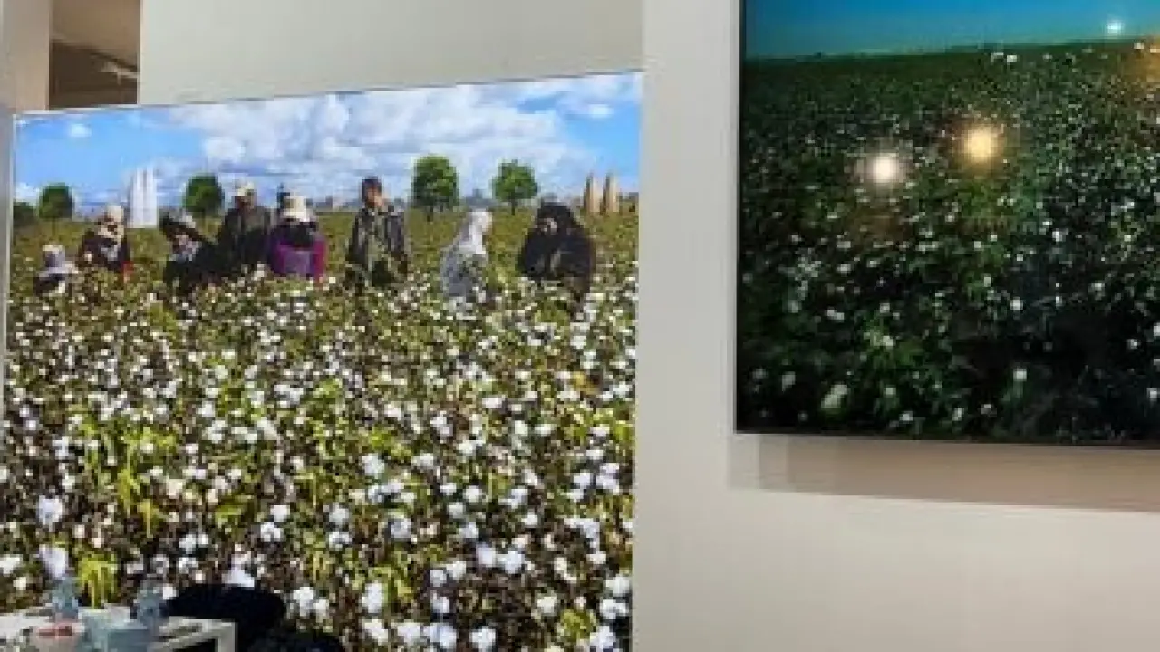 167 كياناً عملاقاً.. تحالف دولي يقتحم الأسواق العالمية بسلاح القطن المصري الأبيض