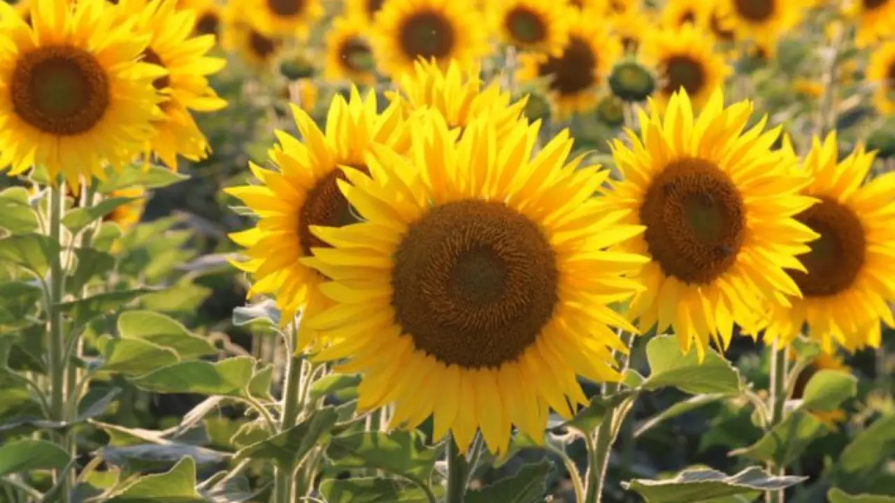 تقليص فاتورة الاستيراد.. خطة الزراعة التعاقدية تنهي أزمة المحاصيل الزيتية في 2026