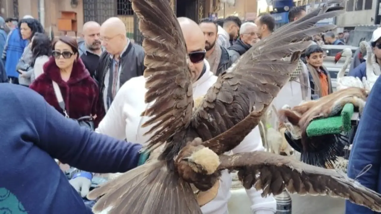 سوق ديانا بالأزبكية.. حملة مفاجئة تضبط كائنات برية محظورة تثير صدمة الجميع