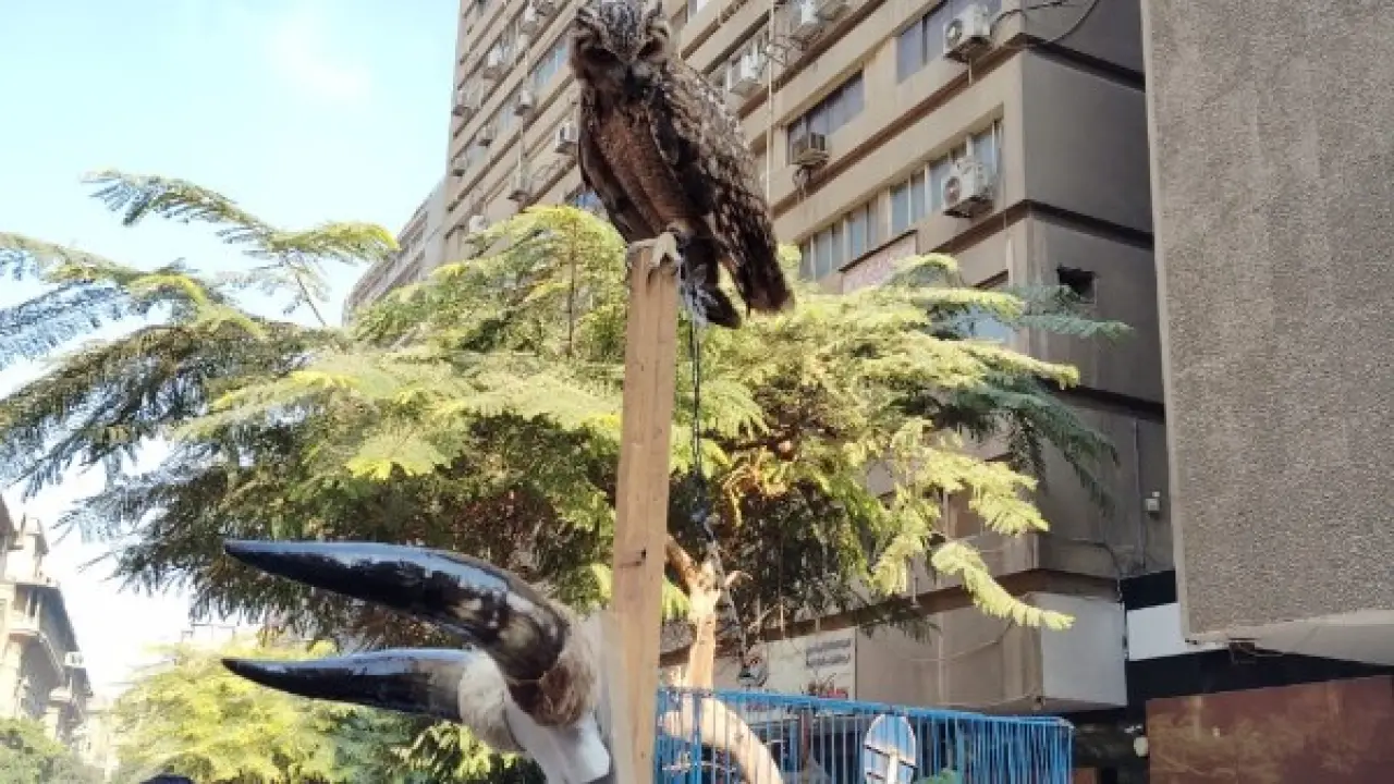 سوق ديانا بالأزبكية.. مداهمة مفاجئة تكشف كواليس تجارة محرمة تصدم المارة