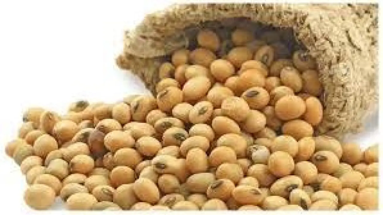 كنز البروتين النباتي.. فوائد مذهلة لفول الصويا تنهي معاناة آلاف المرضى في 2026