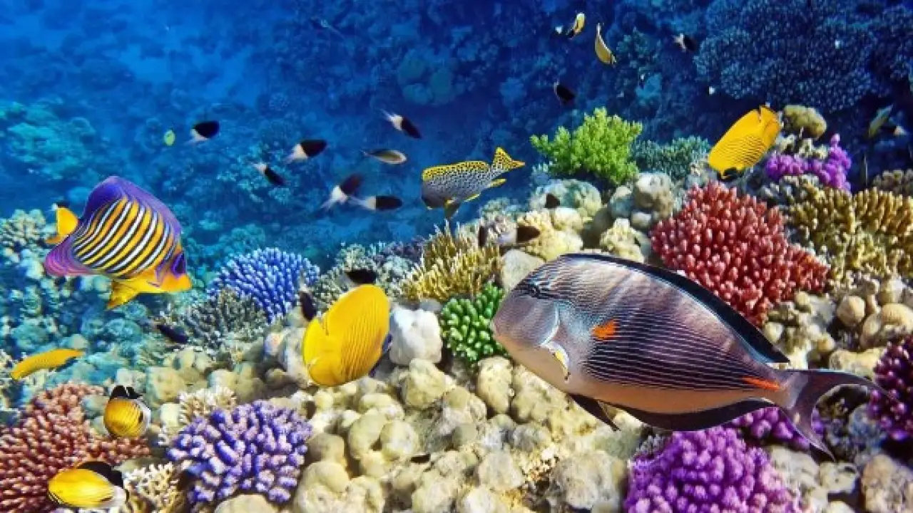 معاهدة البحار التاريخية.. قرار أممي صارم يقلب موازين الثروات ويصدم كبار المستثمرين