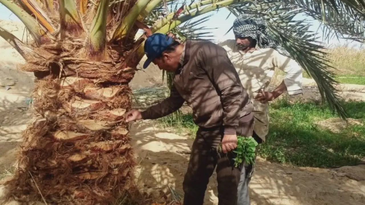 تهديد يضرب 22 مليون نخلة.. تحرك طارئ من وزارة الزراعة لإنقاذ المحصول الأهم