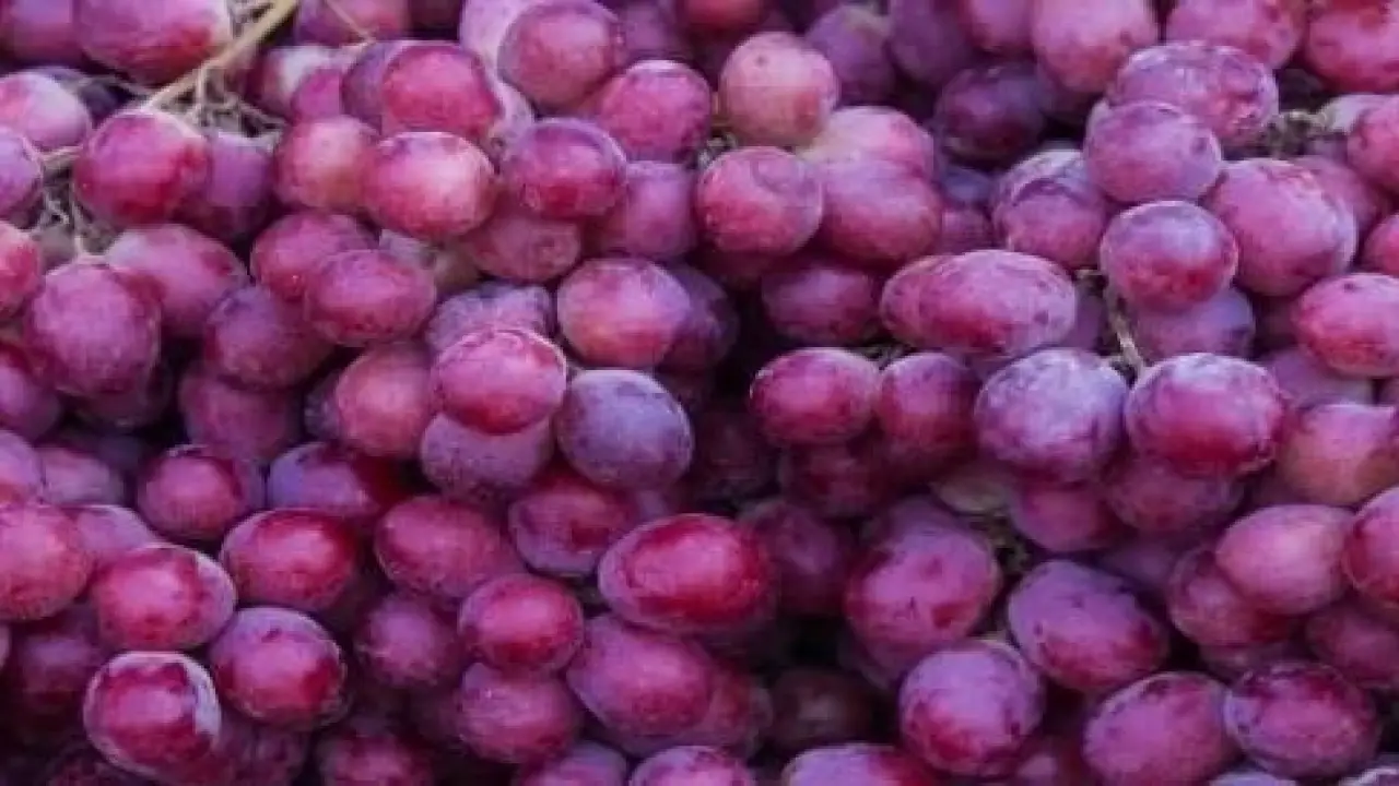 رقم قياسي تاريخي.. العنب المصري يغزو الأسواق العالمية ويحقق قفزة دولية غير مسبوقة