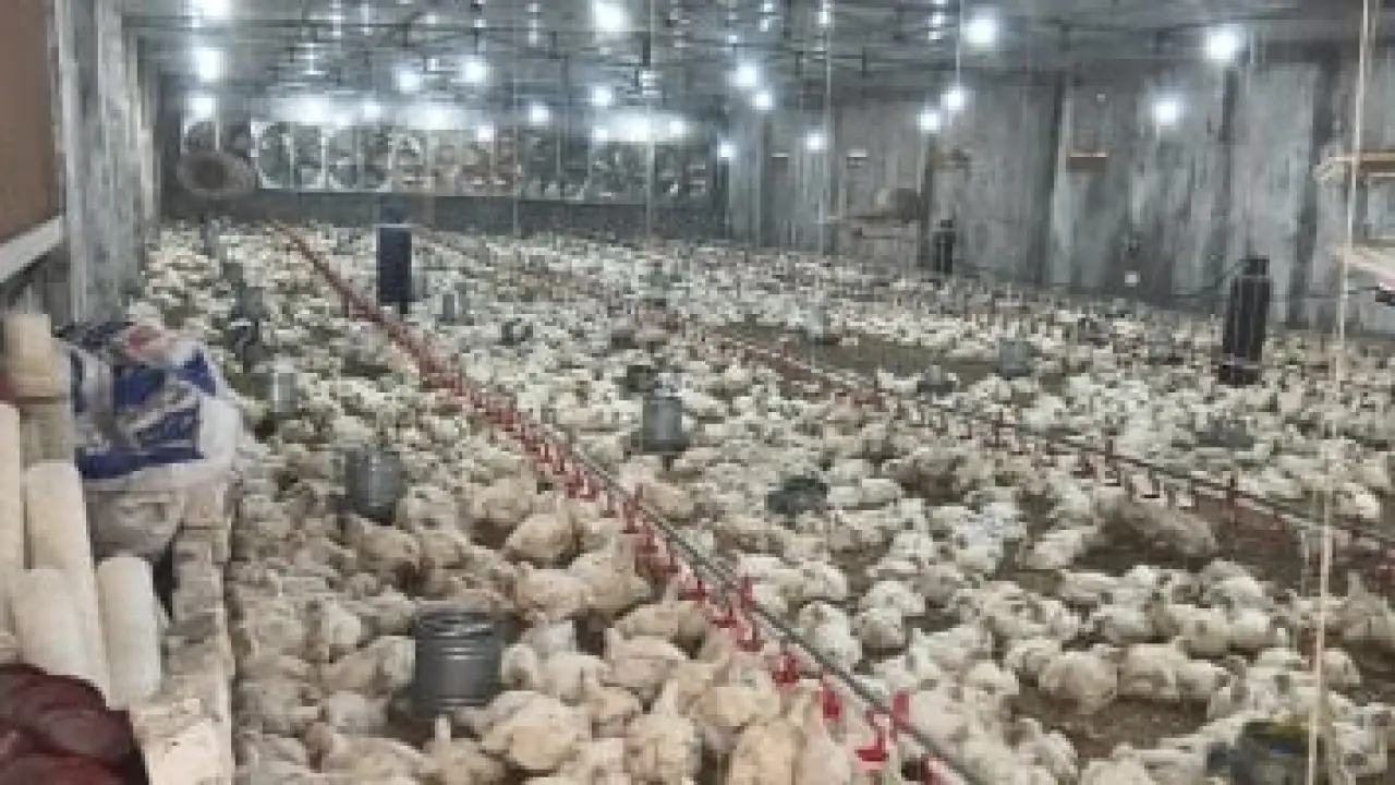 فائض يتجاوز 20%.. تحرك مفاجئ من منتجي الدواجن يقلب موازين الأسواق المحلية