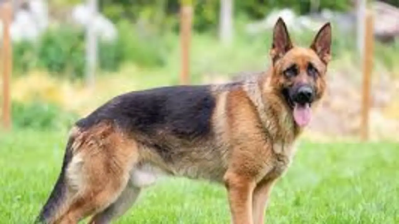 جواز سفر للكلاب.. شروط جديدة تصدم أصحاب الحيوانات الأليفة عند السفر في 2026