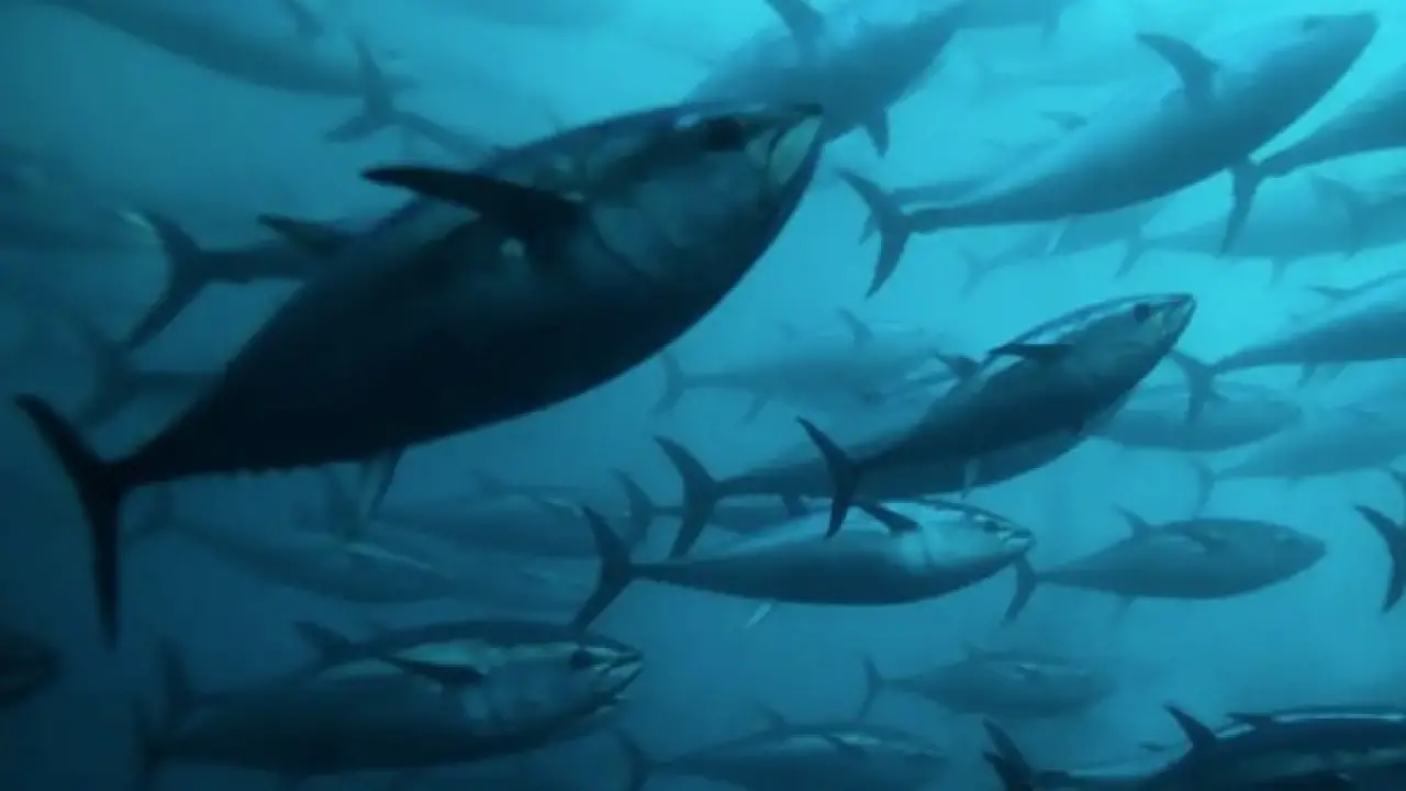 رسمياً.. دخول اتفاقية الأمم المتحدة التاريخية لحماية أعالي البحار حيز التنفيذ