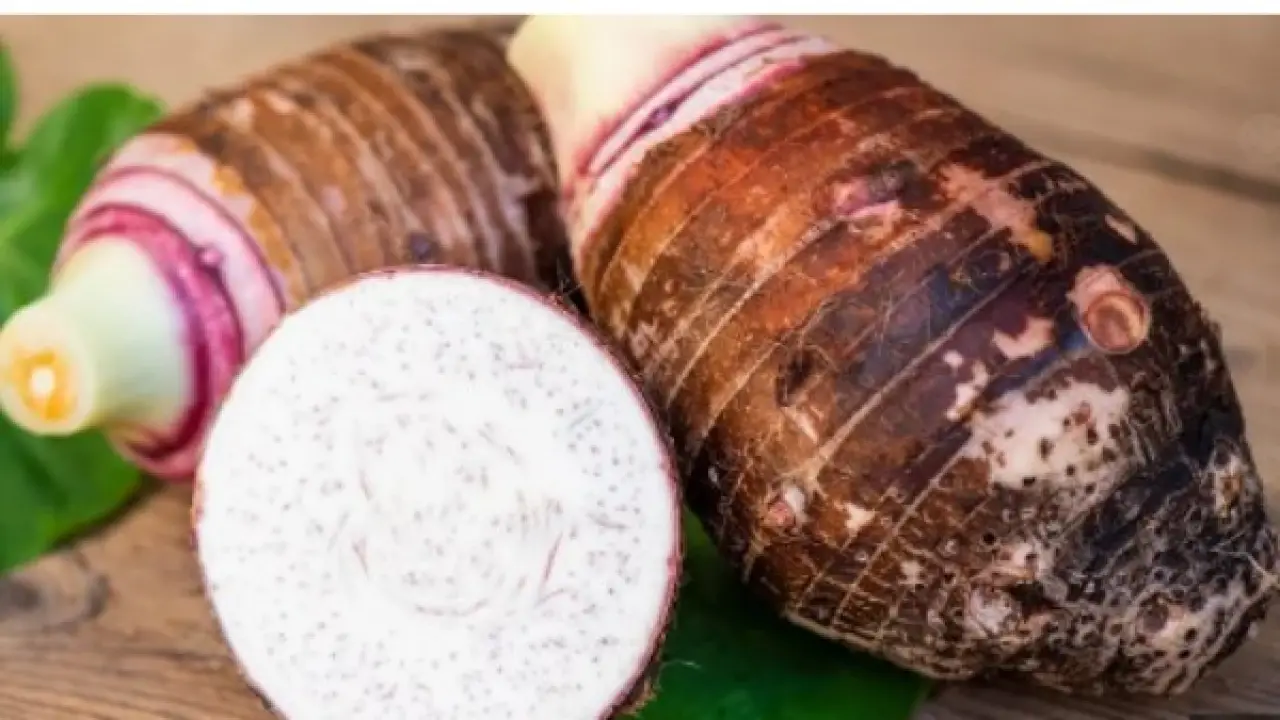 سر القلقاس.. ماذا يحدث لجسمك عند تناوله في احتفالات عيد الغطاس؟