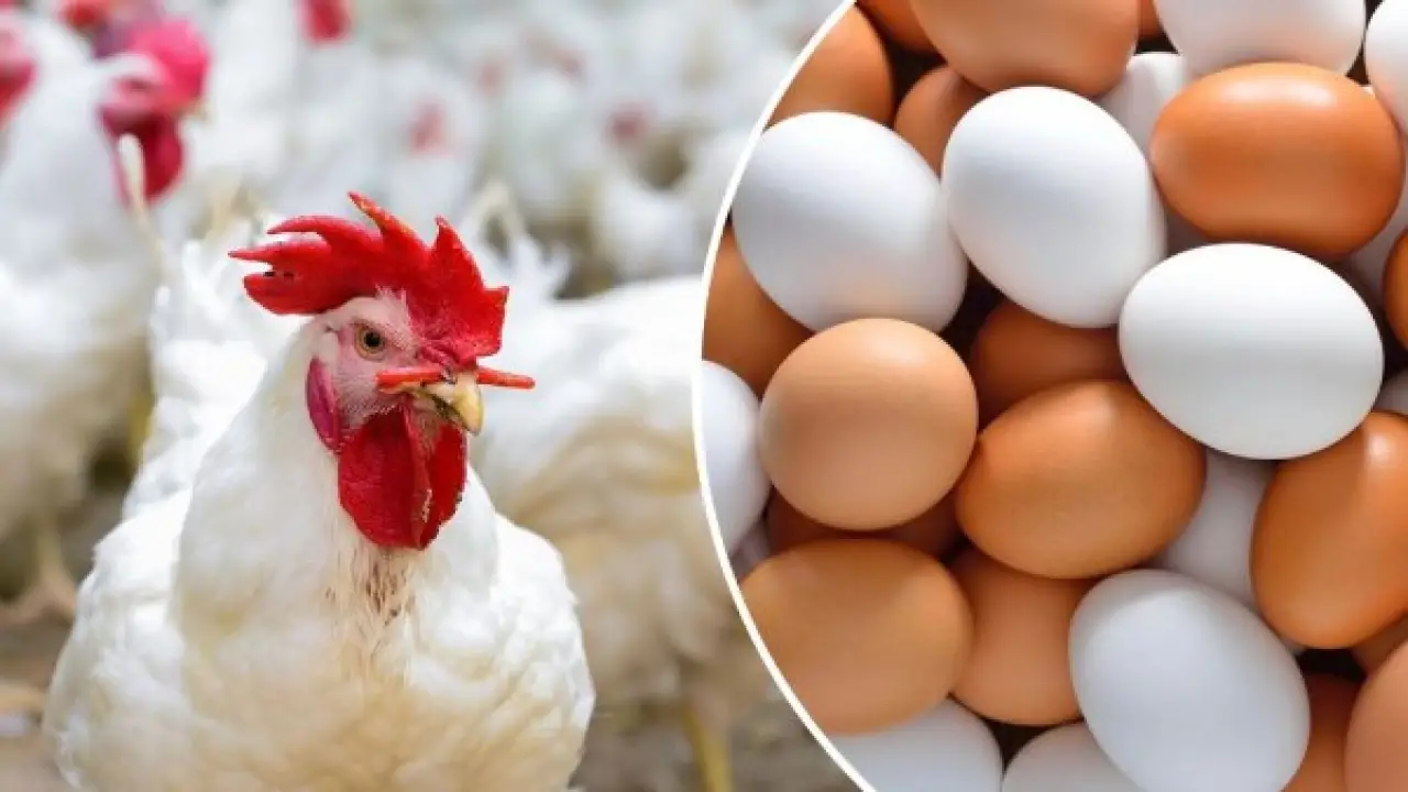 80 جنيهاً للكيلو.. تراجع مفاجئ في أسعار الدواجن يصدم التوقعات في بداية 2026