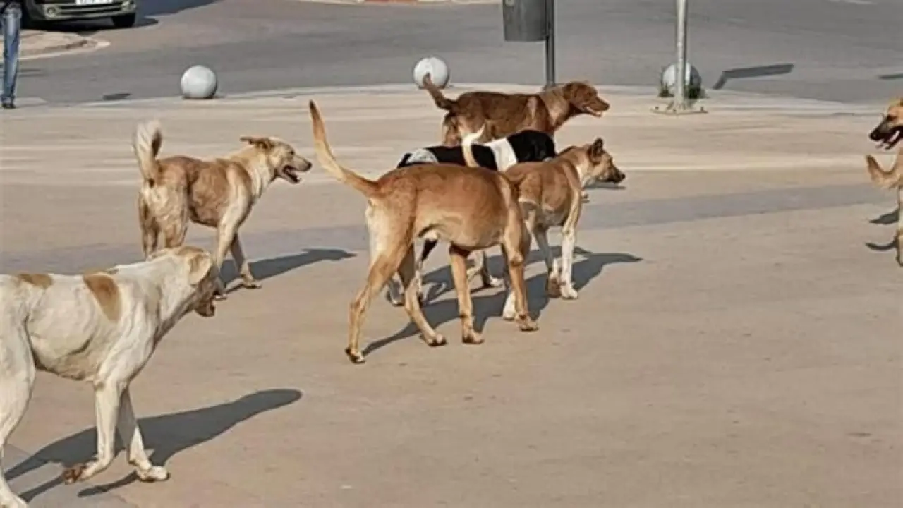 «خليك ثابت واوعى تجري».. الخطوات الصحيحة للتعامل مع كلاب الشوارع لتجنب الحوادث