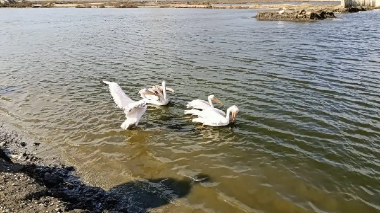 لإعادة تأهيلها وإطلاقها إلى بيئتها.. مركز أشتوم الجميل يستقبل 10 بجعات