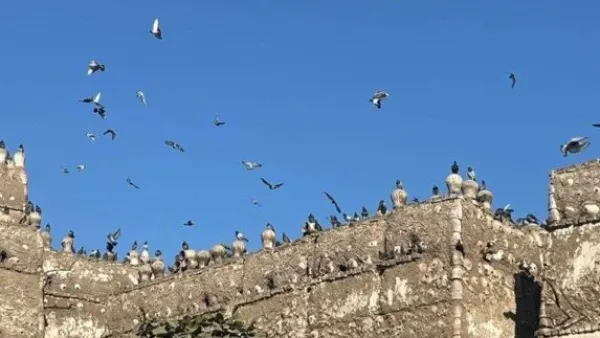 أبراج الحمام في صعيد مصر تحافظ على التراث الزراعي وتُعيد إحياء تقنيات البناء الطيني التقليدية