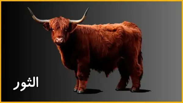 أحذر من التهور! حظك اليوم برج الثور الثلاثاء: يوم الاستقرار والفرص العملية