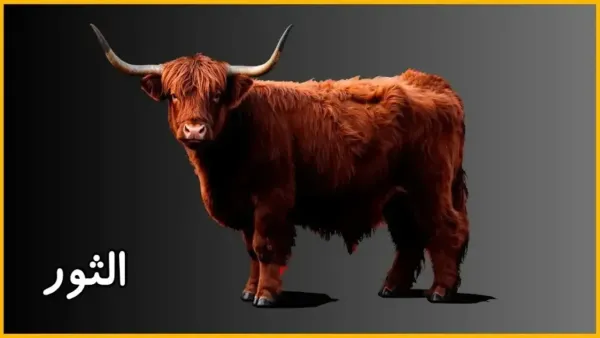 أحذر من التهور! حظك اليوم برج الثور الثلاثاء: يوم الاستقرار والفرص العملية